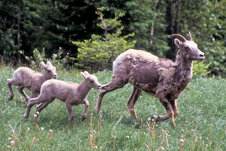 Rocky Mountain Sheep, Kootenay National Park, British Columbia