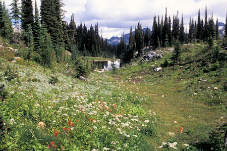 Flowers & Lake near parking lot for summit shuttle bus, Mt. Revelstoke National Park, Canada