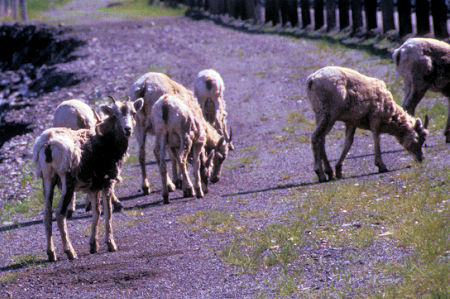 Rocky Mountain Sheep in Crowsnest Pass area, British Columbia