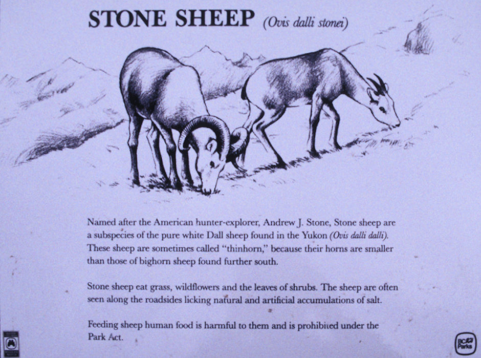 Stone Sheep - sign