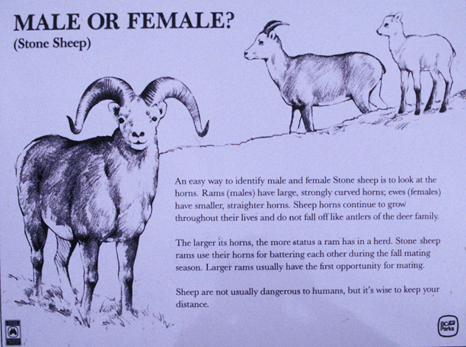 Male or Female Stone Sheep - sign