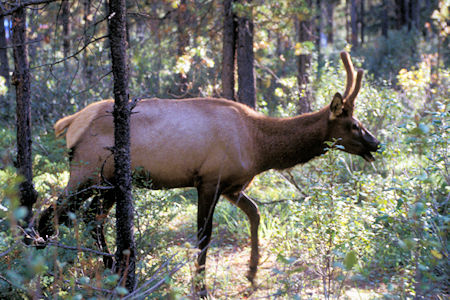 Friendly Elk in Wapiti Campground, Jasper National Park, Canada