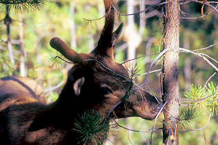 Friendly Elk in Wapiti Campground, Jasper National Park, Canada