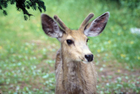 Deer at Bear Creek Pass Campground, Idaho