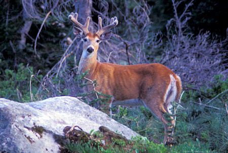 Deer at Bear Creek Pass Campground, Idaho