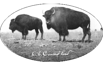 Charles E. Conrad Buffalo herd - Conrad Mansion website