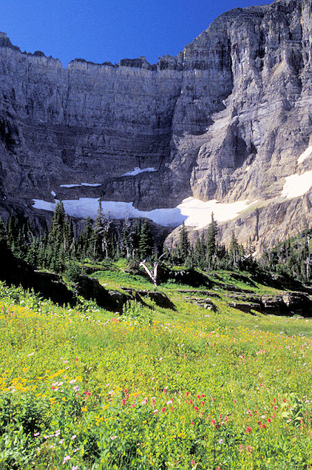 Flowers below Iceberg Lake, Many Glacier Valley, Glacier National Park