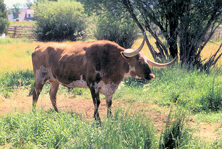 Longhorn cattle - Grant-Kohrs Ranch
