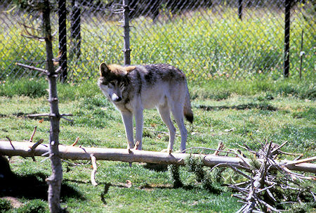 Wolf at Grizzly Discovery Center, West Yellowstone, Montana