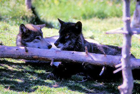 Wolves at Grizzly Discovery Center, West Yellowstone, Montana