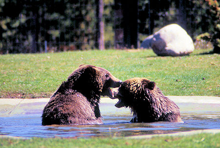 Young Grizzly Bears, Grizzly and Wolf Discovery Center,<br />West Yellowstone, Montana