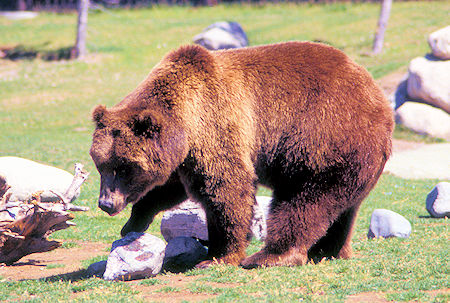 Grizzly Bear, Grizzly and Wolf Discovery Center, West Yellowstone, Montana