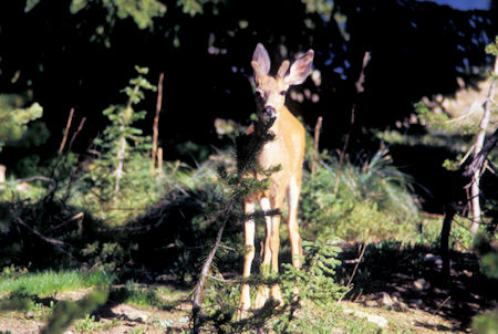 Deer at Observation Point campground