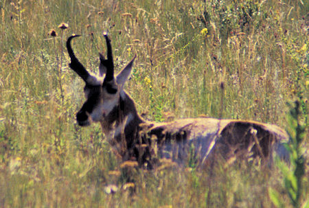 Pronghorn Antelope at National Bison Range, Montana