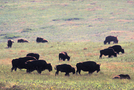 Bison at National Bison Range, Montana