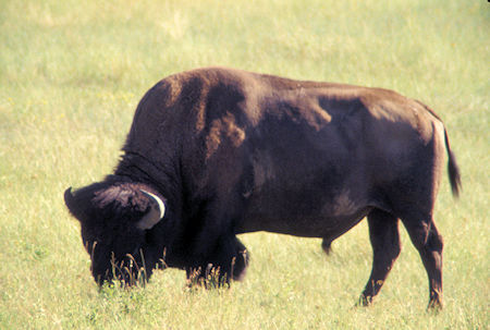 Bison at National Bison Range, Montana