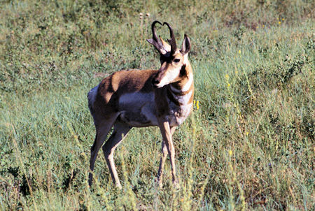 Pronghorn Antelope at National Bison Range, Montana