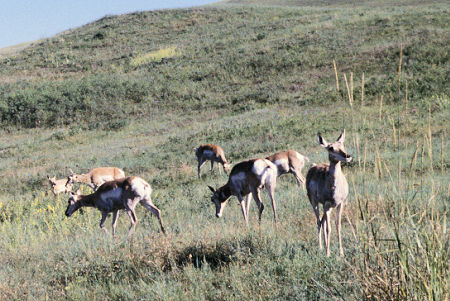 Pronghorn Antelope on National Bison Range, Montana