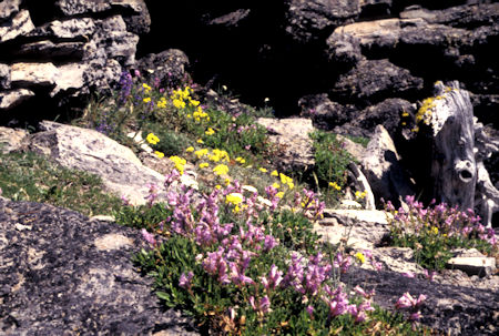 Flowers along trail on Lookout Mountain near Mt. Hood, Oregon