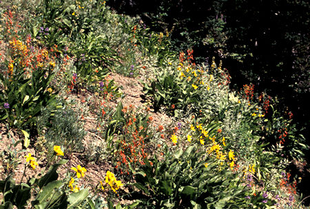 Flowers along trail on Lookout Mountain near Mt. Hood, Oregon