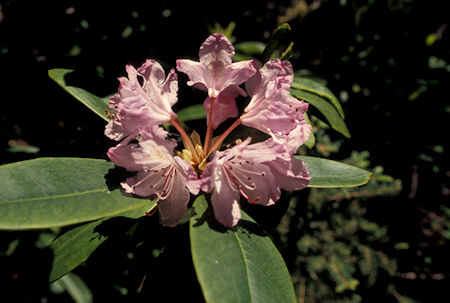 Flower in Waldo Lake Wilderness, Waldo Lake Recreation Area, Oregon