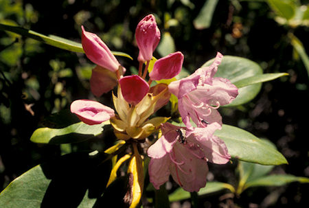 Flower in Waldo Lake Wilderness, Waldo Lake Recreation Area, Oregon