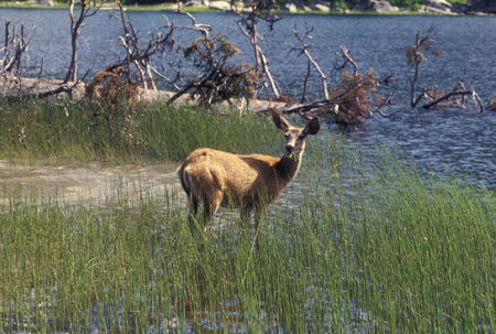 Deer in Stuart Lake, Stuart Lake Trail, Alpine Lakes Wilderness, Washington