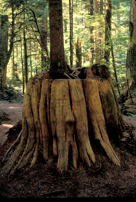 Tree growing in stump, Deception Falls area, North side of Stevens Pass on US 2 west of Leavenworth, Washington
