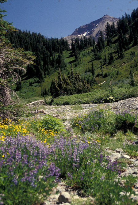 Flowers in McCall Basin, Goat Rocks Wilderness, Washington
