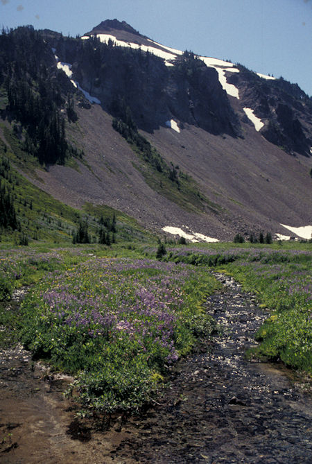 Flowers in McCall Basin, Goat Rocks Wilderness, Washington