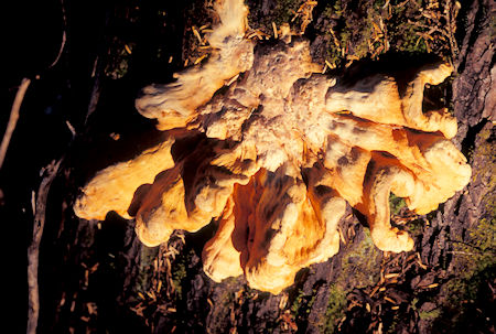 Mushroom on Cady Creek Trail, Henry M. Jackson Wilderness, Washington