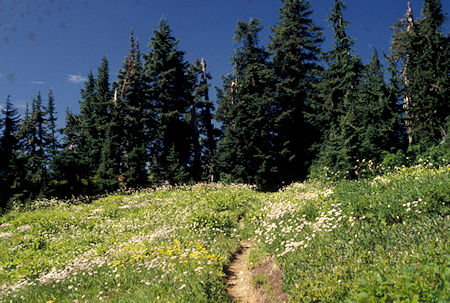 Flowers on Pacific Crest Trail, Cady Ridge area, William M. Jackson Wilderness, Washington