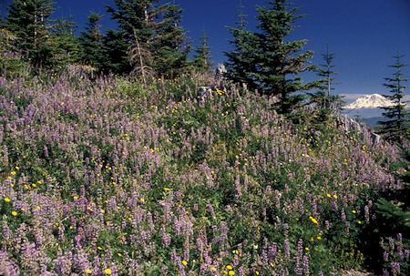 Flowers in Elk Rock area with Mt. Rainier in back, near Coldwater Visitor Center, Mount St. Helens National Volcanic Monument, Washington