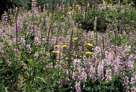 Flowers in Elk Rock area, near Coldwater Visitor Center, Mount St. Helens National Volcanic Monument, Washington