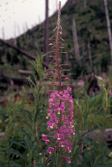 Flower at Meta Lake on Windy Ridge road, Mount St. Helens National Volcanic Monument, Washington