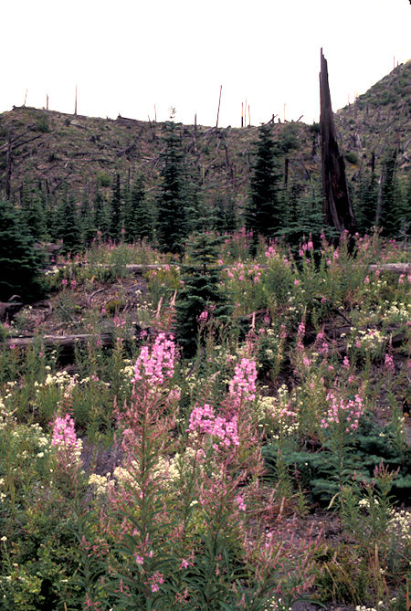 Flowers and blow down ridge at Meta Lake on Windy Ridge road, Mount St. Helens National Volcanic Monument, Washington