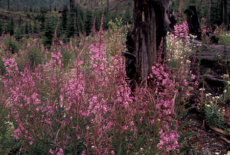 Flowers at Meta Lake on Windy Ridge road, Mount St. Helens National Volcanic Monument, Washington