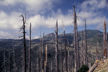 Devastated trees on Windy Ridge road, about 9 miles from eruption, Mount St. Helens National Volcanic Monument, Washington