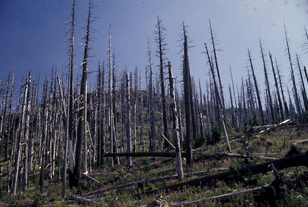 Devastated trees on Windy Ridge road,  Mount St. Helens National Volcanic Monument, Washington