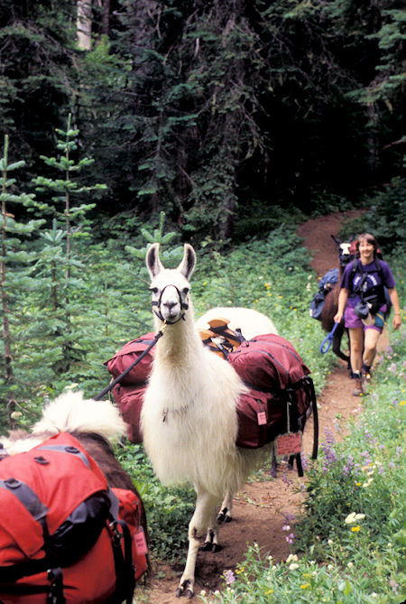 Llama Packing Family, Indian Heaven Wilderness
