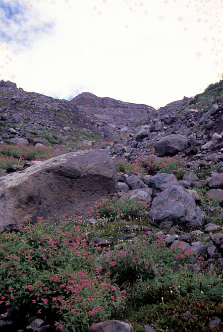 Flowers on Scott Paul Trail, clouds on Mt. Baker,  Mt. Baker National Recreation Area, Washington