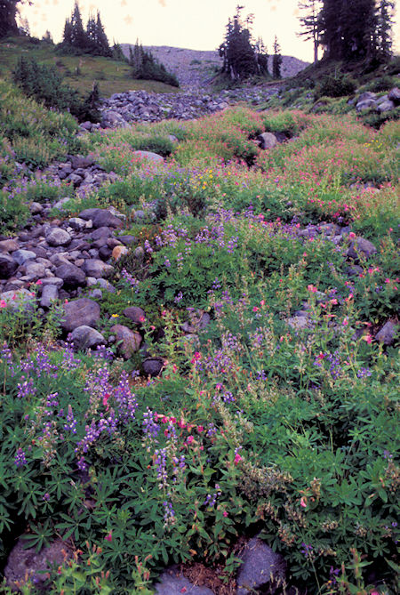 Flowers on Scott Paul Trail,  Mt. Baker National Recreation Area, Washington