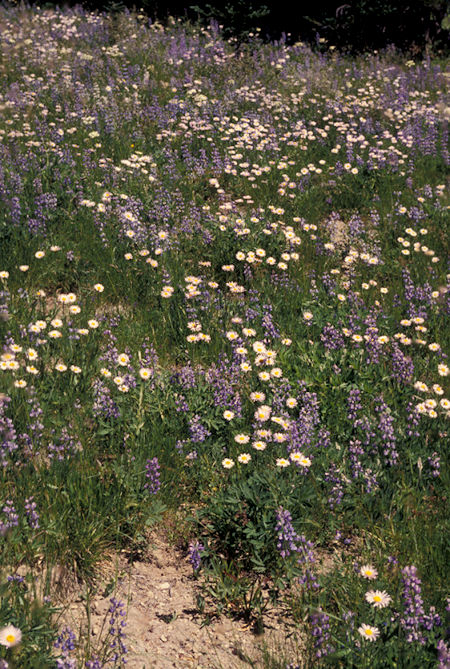 Flowers near Emmons viewpoint, Sunrise Visitor Center, Mt. Rainier National Park
