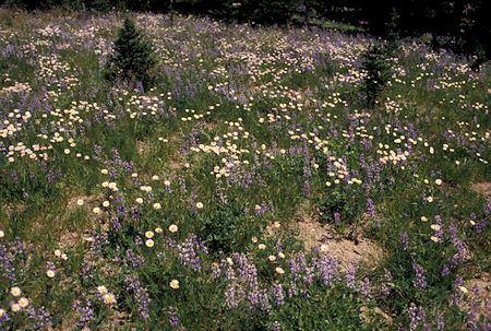 Flowers near Emmons viewpoint, Sunrise Visitor Center, Mt. Rainier National Park