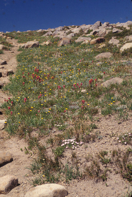 Flowers on Burroughs Mountain trail near Sunrise Visitor Center, Mt. Rainier National Park