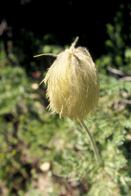 Flower on Skyline Trail, Paradise, Mt. Rainier National Park