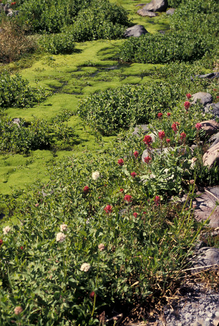 Flowers along Skyline Trail, Paradise, Mt. Rainier National Park