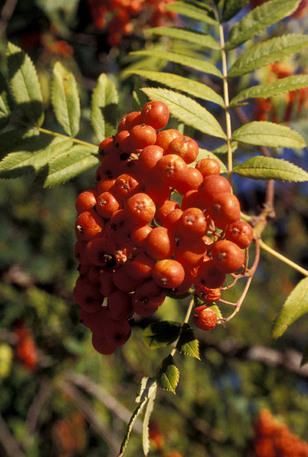 Ripe berries at Sullivan Lake near Metaline Falls, Washington
