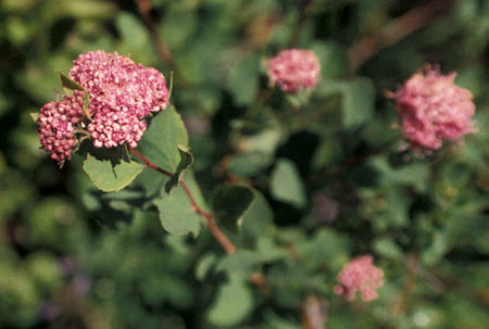 Flower at Little Cougar Lake, William O. Douglas Wilderness, Washington