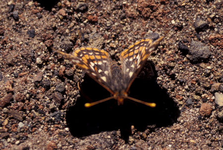 Butterfly on top of Tumac Mountain, William O. Douglas Wilderness, Washington